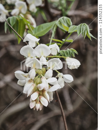 里山白紫藤花 114352155
