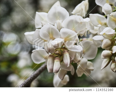 Satoyama white wisteria flowers Satoyama white wisteria flowers 114352160