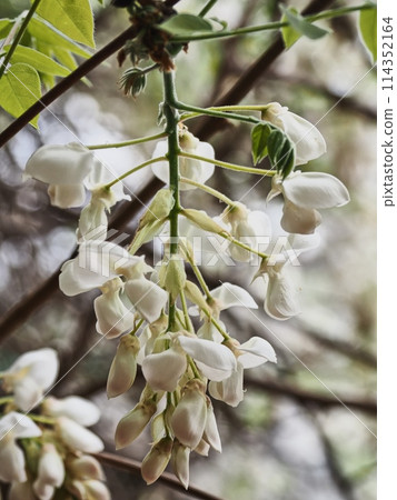 Satoyama white wisteria flowers Satoyama white wisteria flowers 114352164