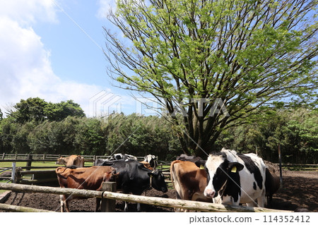 黃金週/高千穗農場/宮崎 114352412