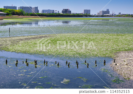 Yatsu tidal flat (Narashino City, Chiba Prefecture) Yatsu tidal flat (Narashino City, Chiba Prefecture) 114352515