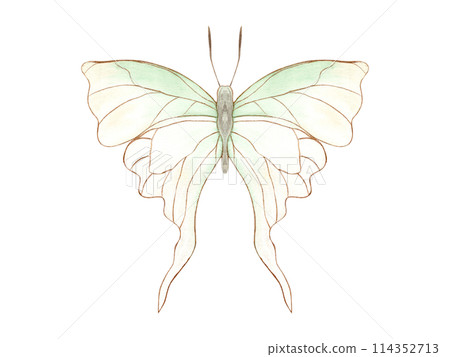 Fluttering delicate white green butterfly in Art Nouveau style. Abstract watercolor tropical insect. Top view. Hand drawn illustration. Decorative elements for art deco design. 114352713