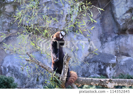 Red panda eating leaves while standing at Tama Zoo Red panda eating leaves while standing at Tama Zoo 114352845