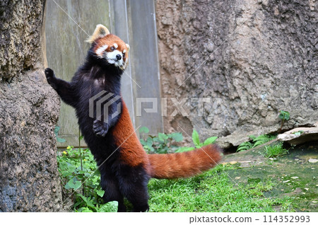兩條腿站立的小熊貓 多摩動物園 114352993