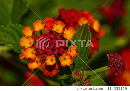 Colorful Flower Macro isolated Colorful Flower Macro isolated 114353139