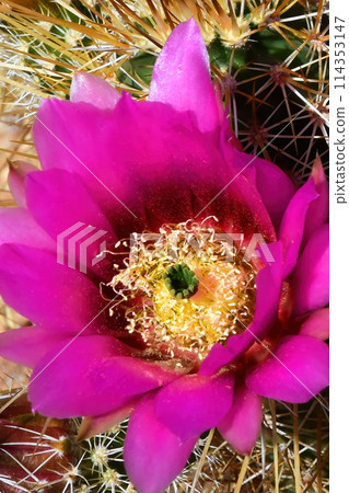 Flowering Hedge Hog cactus Macro 114353147