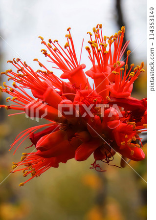 Ocotillo Cactus blossom Macro Ocotillo Cactus blossom Macro 114353149