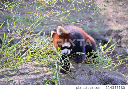 Close-up of a red panda eating leaves at Tama Zoo 114353180