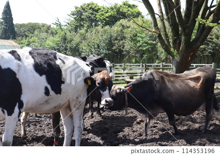 Golden Week/Takachiho Ranch/Miyazaki 114353196