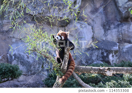 小熊貓吃樹葉,多摩動物公園 小熊貓吃樹葉,多摩動物公園 114353308