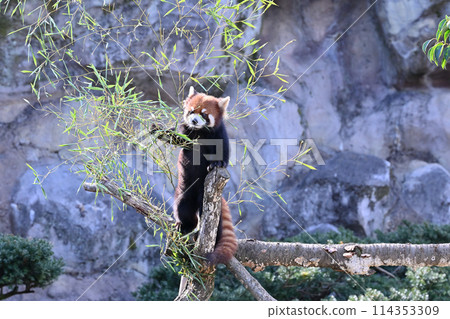 Red panda eating leaves at Tama Zoo 114353309