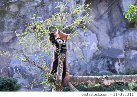 小熊貓吃樹葉，多摩動物公園 114353311