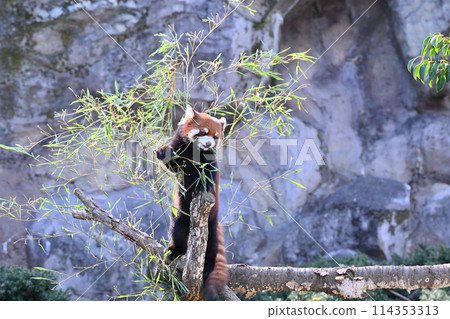 小熊貓吃樹葉，多摩動物公園 114353313