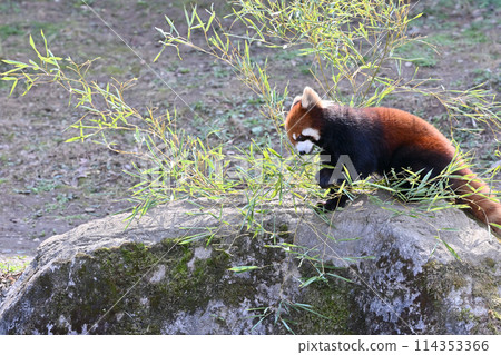 小熊貓吃樹葉,多摩動物公園 小熊貓吃樹葉,多摩動物公園 114353366