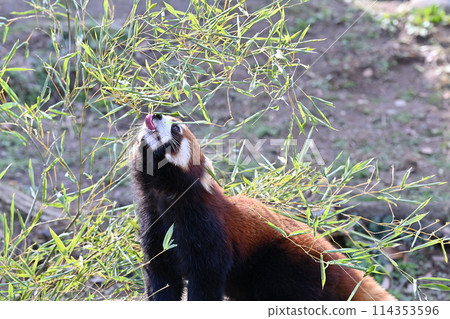 多摩動物園小熊貓吃樹葉的特寫 多摩動物園小熊貓吃樹葉的特寫 114353596