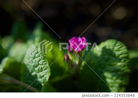 Pink Primula polyantha. The flower language of this prolific flower is "pride of wealth" and "silent love." 114353848