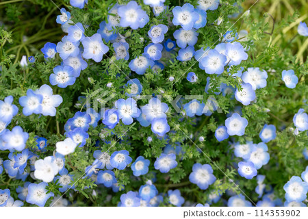 青金蓮蔓藤花紋 大阪長居公園 青金蓮蔓藤花紋 大阪長居公園 114353902