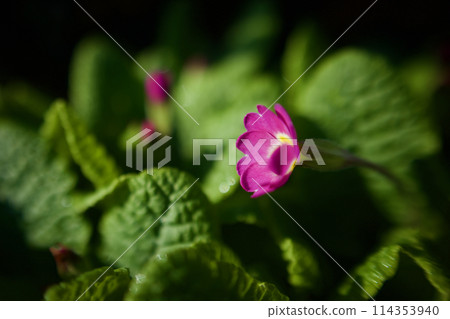 粉紅多花報春花。這種大量綻放的花的花語是「財富的驕傲」和「沉默的愛」。 114353940