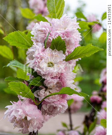 The beauty of cherry blossoms 114353951