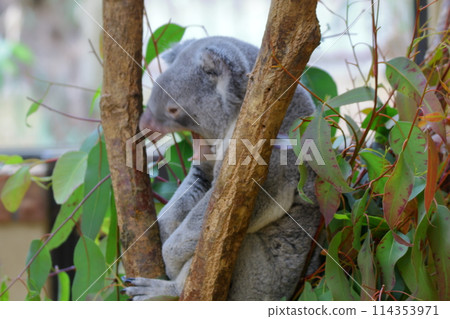 Koala 114353971
