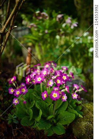 Pink Primula polyantha. The flower language of this prolific flower is "pride of wealth" and "silent love." 114353992