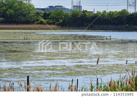 Yatsu tidal flat (Narashino City, Chiba Prefecture) 114353995