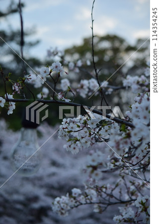 Cherry blossoms and light bulbs at sunset Cherry blossoms and light bulbs at sunset 114354245