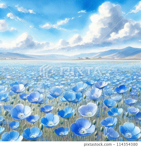 Nemophila field 114354380