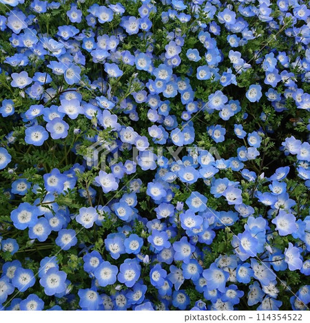 Nemophila Nemophila 114354522