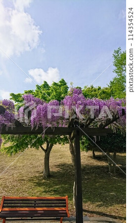 Wisteria trellis Wisteria trellis 114354524