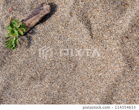 生長在沙灘上的植物和浮木 生長在沙灘上的植物和浮木 114354633