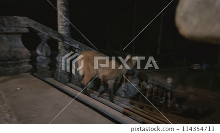 Maned Wolf Hesitates on the Stone Stairs at Night in Brazil 114354711