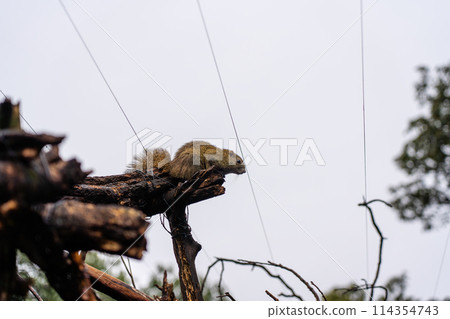 岐阜縣乃岐縣金華山松鼠村的松鼠 114354743