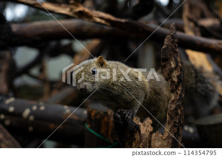 岐阜縣乃岐縣金華山松鼠村的松鼠 114354795