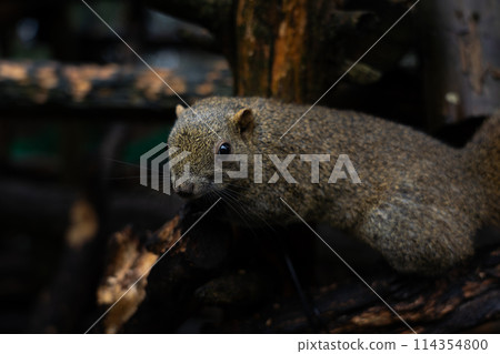 Squirrels at Gifu Kinkazan Squirrel Village in Gifu Prefecture 114354800