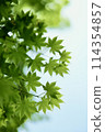Refreshing fresh green 114354857