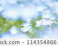 Nemophila blue flower 114354866