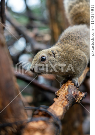 岐阜縣乃岐縣金華山松鼠村的松鼠 114354915