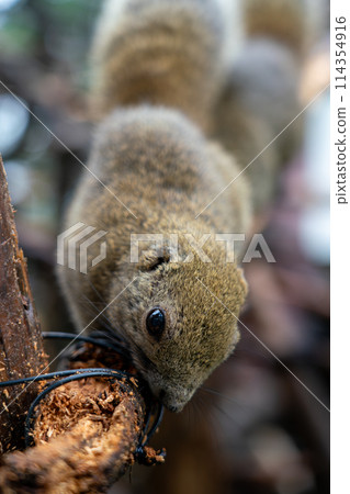 岐阜縣乃岐縣金華山松鼠村的松鼠 114354916