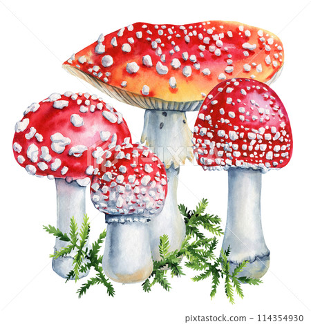 Mushrooms, Hand drawn realistic fly agaric watercolor painting isolated, beautiful forest composition for design, poster 114354930