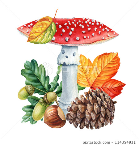 Mushroom fly agaric, acorn, oak, pine cone and hazelnut watercolor painting isolated, forest composition for design Mushroom fly agaric, acorn, oak, pine cone and hazelnut watercolor painting isolated, forest composition for design 114354931