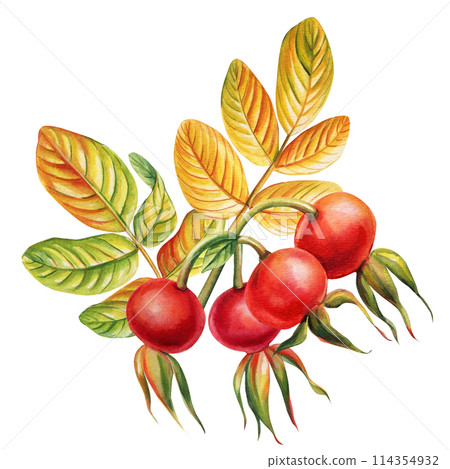 Rose hip branch with leaves and berries watercolor isolated, beautiful forest composition for design watercolor painting Rose hip branch with leaves and berries watercolor isolated, beautiful forest composition for design watercolor painting 114354932
