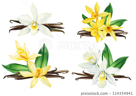 Vanilla flowers on isolated white background, watercolor botanical illustration. Hand drawn tropical flora, Spice sweets 114354941