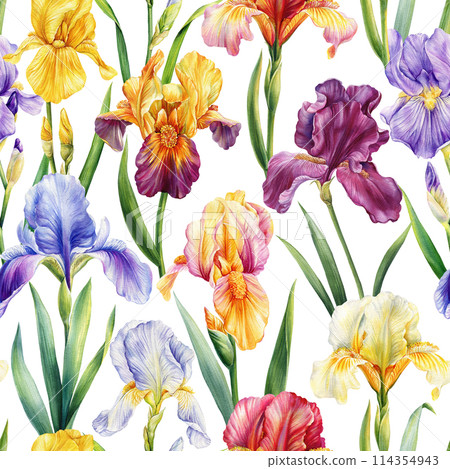 Irises Watercolor flowers. Seamless pattern of flora with leaf background template. Modern seamless pattern. Iris flower Irises Watercolor flowers. Seamless pattern of flora with leaf background template. Modern seamless pattern. Iris flower 114354943