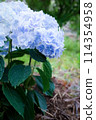 hydrangea   114354958