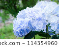 hydrangea   114354960