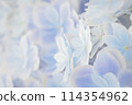 hydrangea   114354962