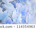 hydrangea   114354963