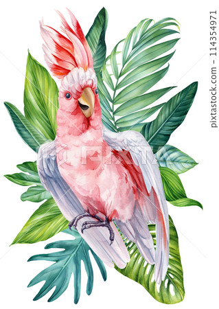 Cockatoo with palm leaves on isolated background, watercolor illustration, Hand drawn realistic bird pink parrot, plant Cockatoo with palm leaves on isolated background, watercolor illustration, Hand drawn realistic bird pink parrot, plant 114354971