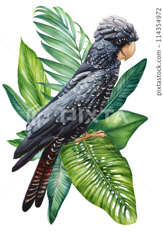 Black Cockatoo with palm leaves on isolated background, watercolor illustration, Hand drawn realistic bird parrot, plant Black Cockatoo with palm leaves on isolated background, watercolor illustration, Hand drawn realistic bird parrot, plant 114354972